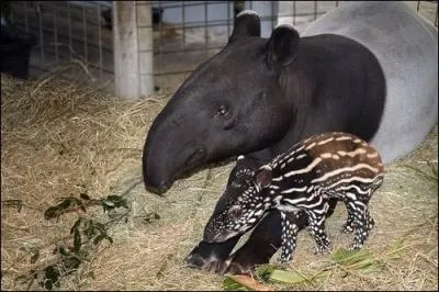 Comme sur la photo, le tapir de Guyane est noir et blanc !