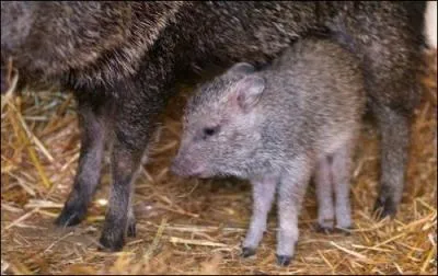 C'est un peu le cousin de notre sanglier europen !