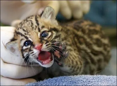 Petit flin de Guyane, trs discret et pas vident  apercevoir !