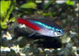 Comment appelle-t-on gnralement ce petit poisson color qui se dplace en banc d'une centaine d'individus dans son habitat naturel ?
