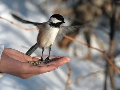Il en existe plusieurs espces, celle-ci est qualifie de  tte noire  !
