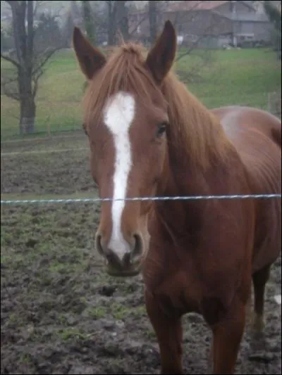 Quelle est la robe de cette jument ?