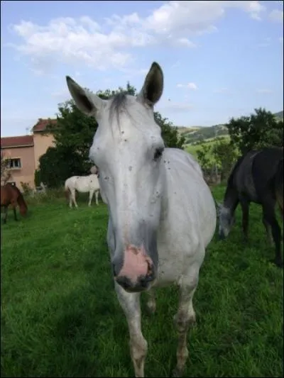 Quelle est la robe de cette jument ?