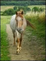 Quelle est la robe de cette jument ?