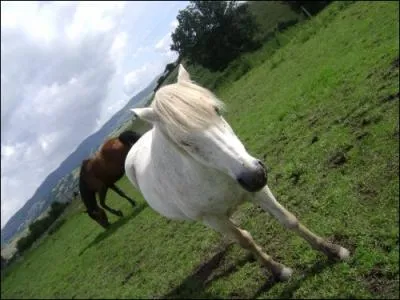 Quelle est la robe de ce cheval ?
