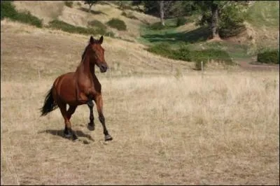Quelle est la robe de ce cheval ?