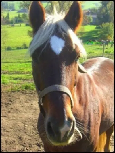 Quelle est la robe de ce cheval ?