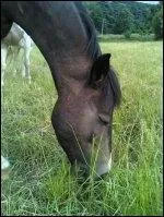 Quelle est la robe de ce cheval ?