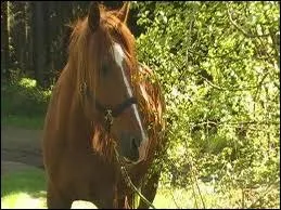 Quelle est la robe de ce cheval ?