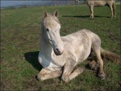 Quelle est la robe de ce cheval ?