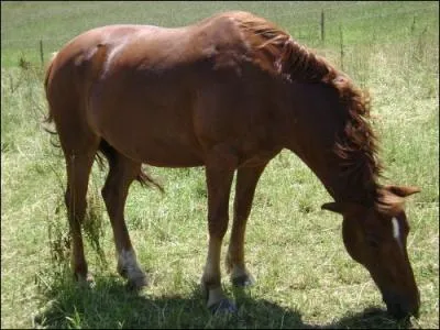 Quelle est la robe de ce cheval ?