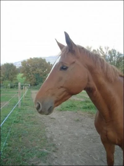 Quelle est la robe de ce cheval ?