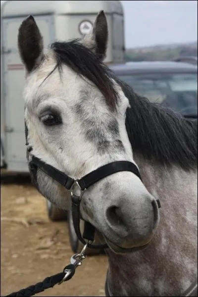 Quelle est la robe de ce cheval ?