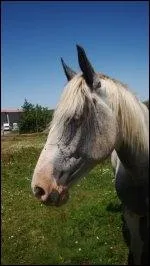 Quelle est la robe de ce cheval ?