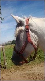 Quelle est la robe de ce cheval ?