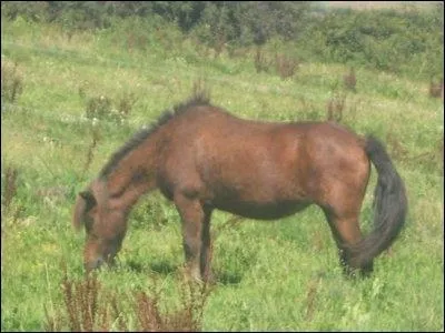 Quelle est la robe de ce poney ?