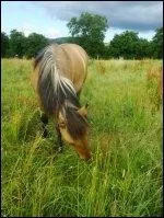 Quelle est la robe de ce poney ?