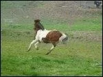 Quelle est la robe de ce poney ?