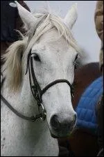 Quelle est la robe de cette jument ?