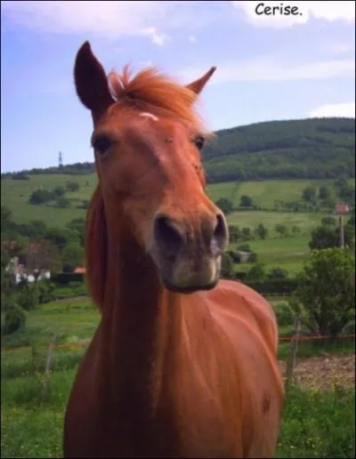 Quelle est la robe de cette jument ?