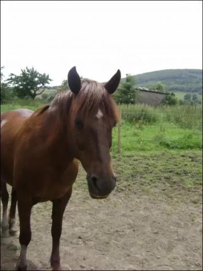 Quelle est la robe de cette jument ?