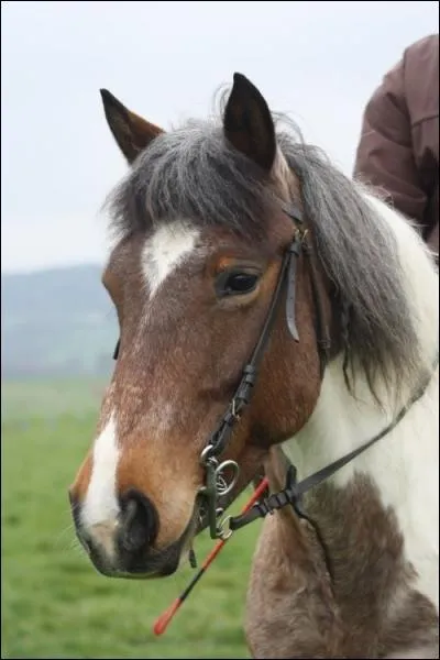Quelle est la robe de cette jument ?