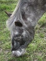 Quiz Chevaux