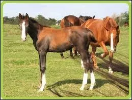 Quelle robe est-ce ?