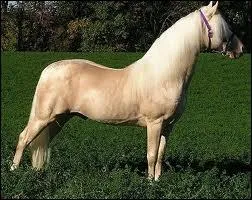 Quelle est cette robe ?