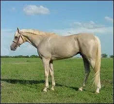 Qualifiez cette robe :