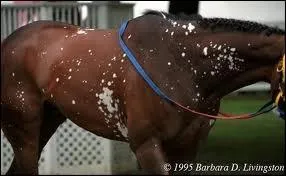 Qualifiez cette robe :