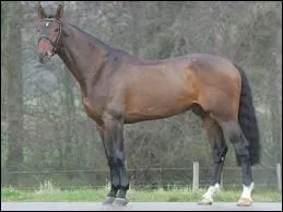 Qualifiez cette robe :