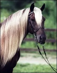 Quelle est cette robe ?