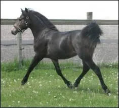 Quelle est cette robe ?