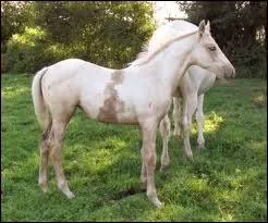 Quelle est cette robe ?