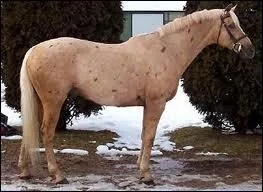 Quelle est cette robe ?