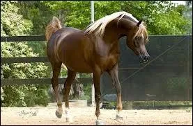 Quelle robe voyez-vous ?