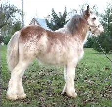 Quelle robe voyez-vous ?