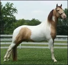 Qualifiez cette robe :