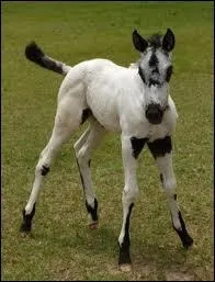 Qualifiez cette robe :