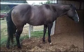 Quelle robe est-ce ?