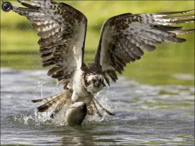 Comment appelle-t-on les plumes de la queue des oiseaux ? !