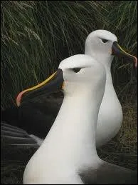 Je suis galement un oiseau mais palmipde des mers australes, bon voilier, je suis trs vorace. Je suis un/une... .