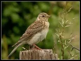 Je suis un oiseau passereau  plumage bruntre, commun dans les champs, je niche au sol. Je suis un/une... .