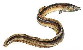 Je suis un poisson osseux  chair dlicate,  corps allong et  nageoires rduites,  peau glissante, je vis dans les cours d'eau d'Europe, mais dont la ponte a lieu dans la mer des Sargasses.