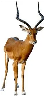 Je suis un mammifre ruminant sauvage d'Asie ou d'Afrique et je fais partie de la famille des bovids. Je suis un/une... .