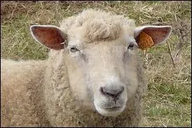 Je suis la femelle du mouton mle. Je suis un/une... .