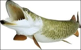 Je suis un poisson d'eau douce trs vorace, aux mchoires garnies de plusieurs centaines de dents. Qui suis-je ?