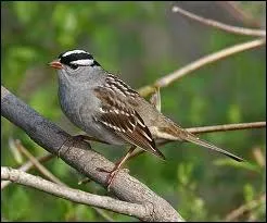 Je suis un petit oiseau passereau des champs, des prs et des jardins et je fais partie de la famille des fringillids. Je suis un/une... .