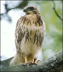 Je suis un rapace diurne aux formes lourdes, au bec et aux serres faibles, et je me nourris de rongeurs, de reptiles et de petits oiseaux. Qui suis-je ?